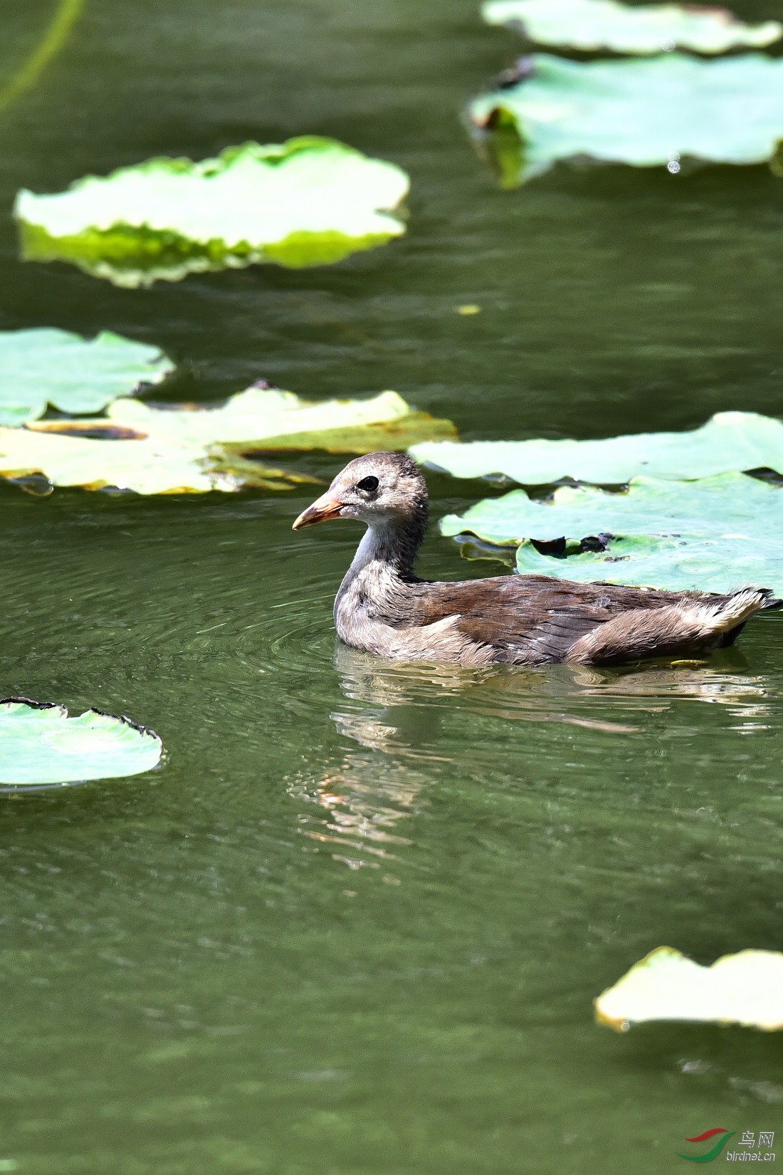DSC_1079.JPG