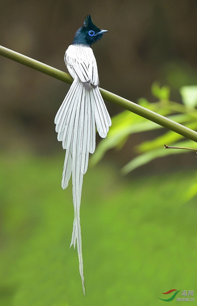 [林鸟] 白寿------贺荣获首页精华