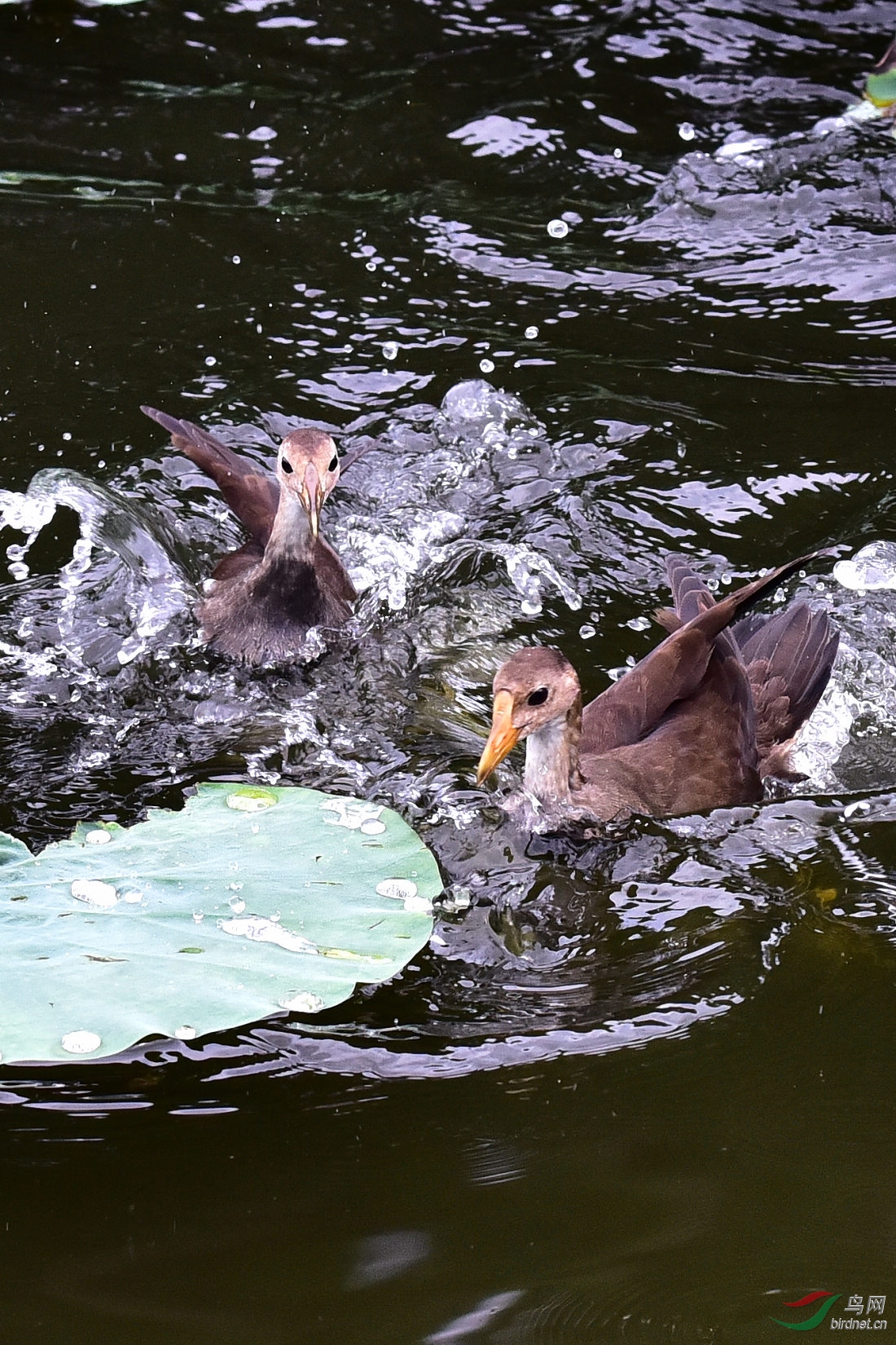 DSC_1084.JPG