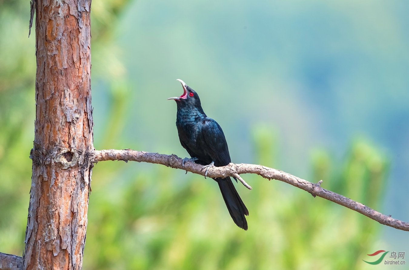 噪鹃胆子很小,很难见到,但其声音经常听到,非常有特点,一声比一声