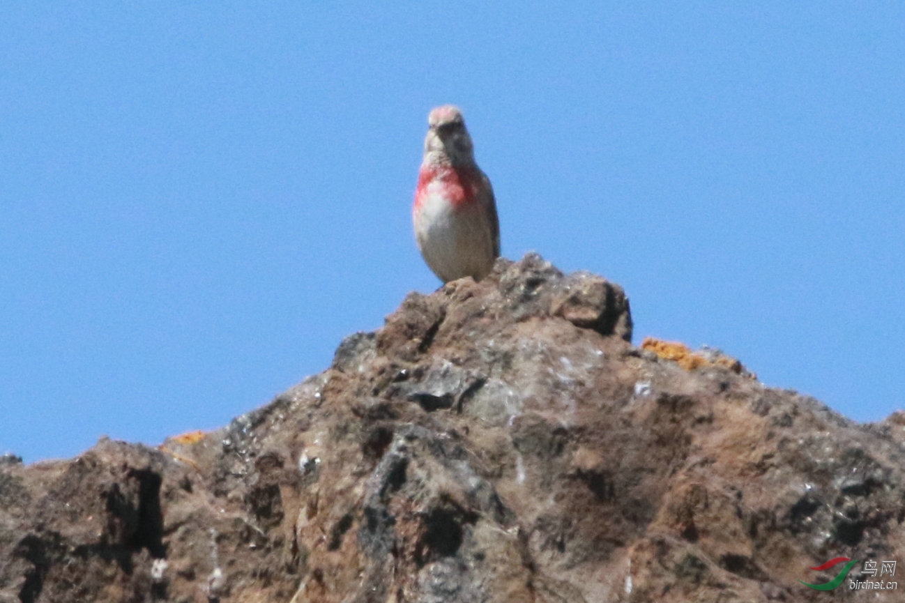 4�Ǻ����춥ȸ