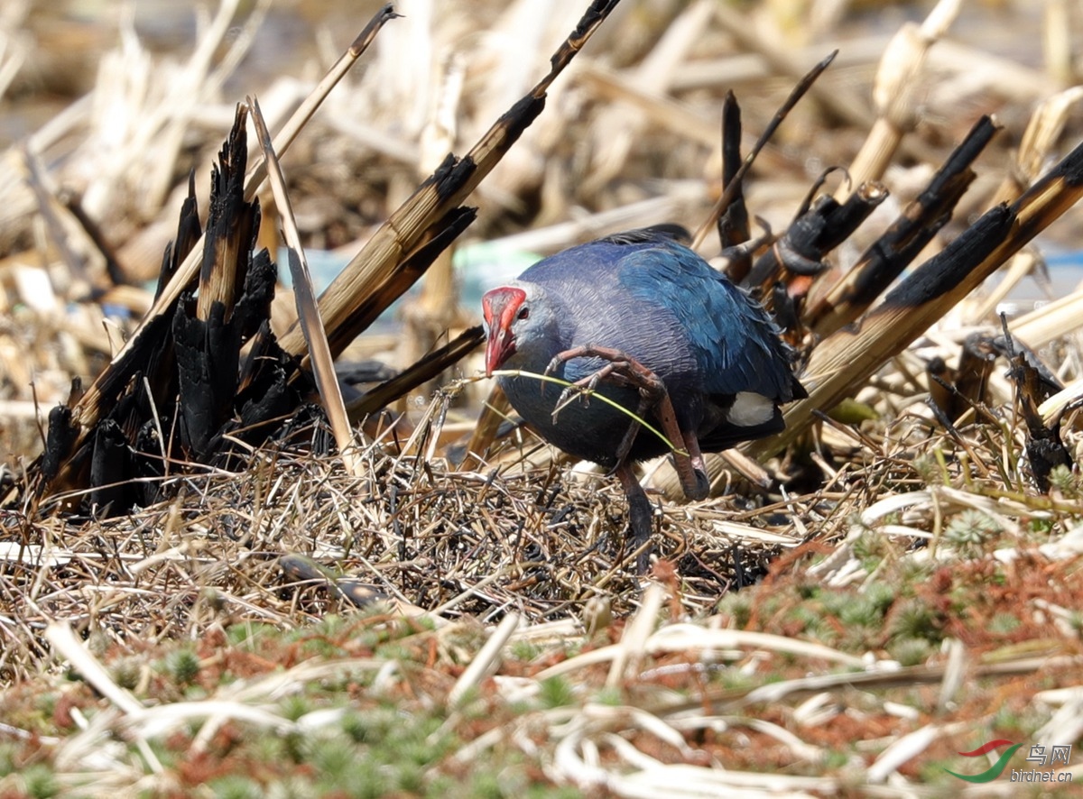 _28I4764 - ����.JPG