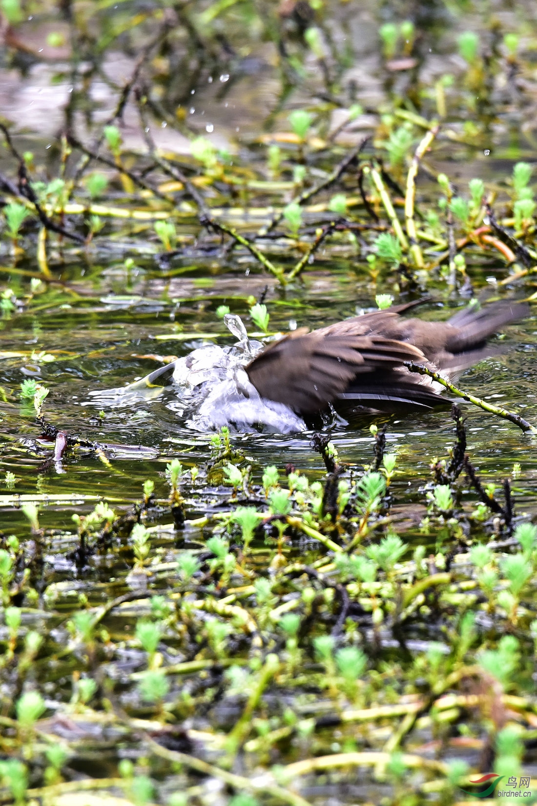 DSC_1086.JPG