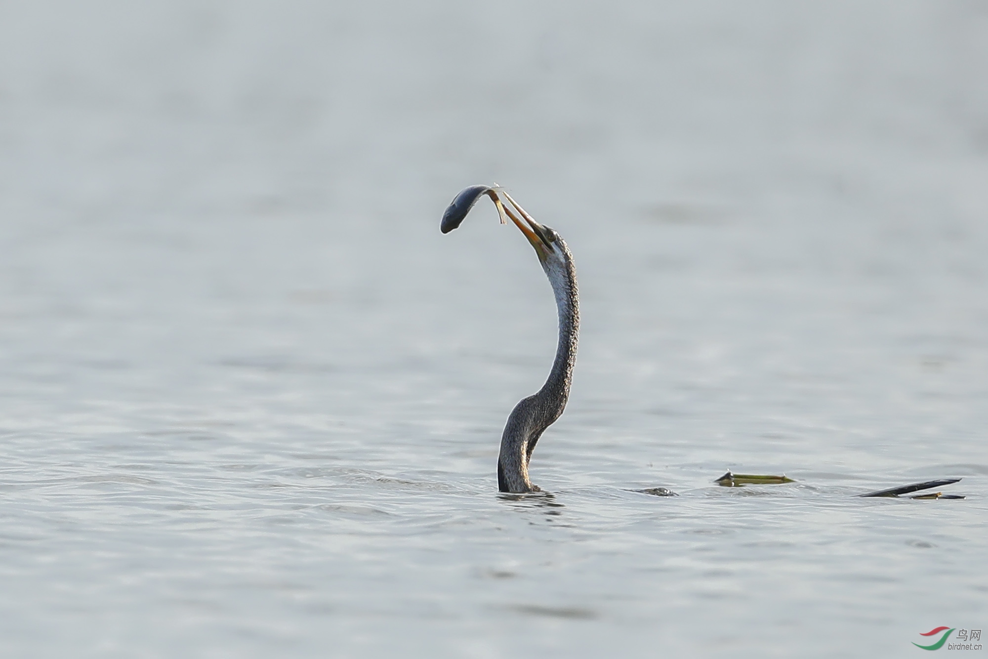 BT1I4293-.' (15).jpg