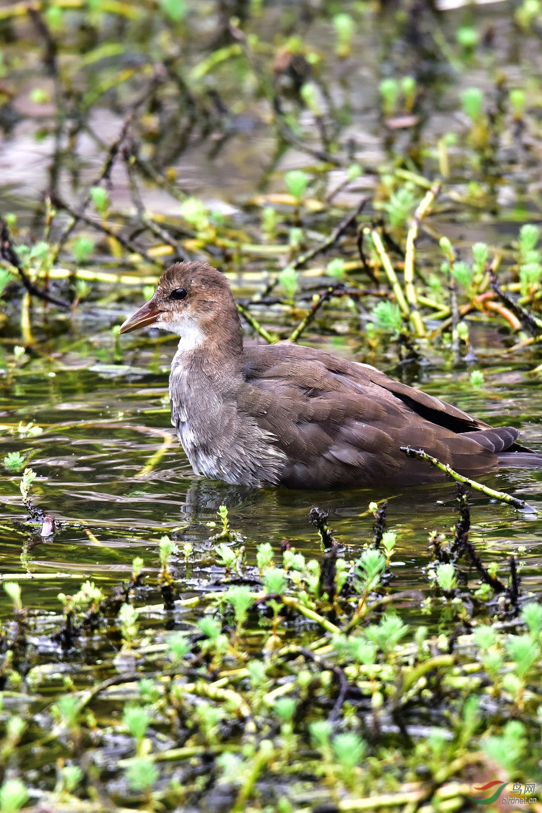 DSC_1089.JPG