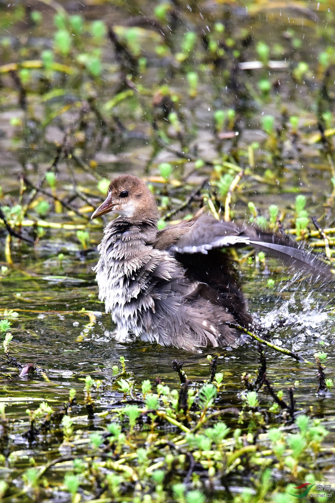 DSC_1090.JPG