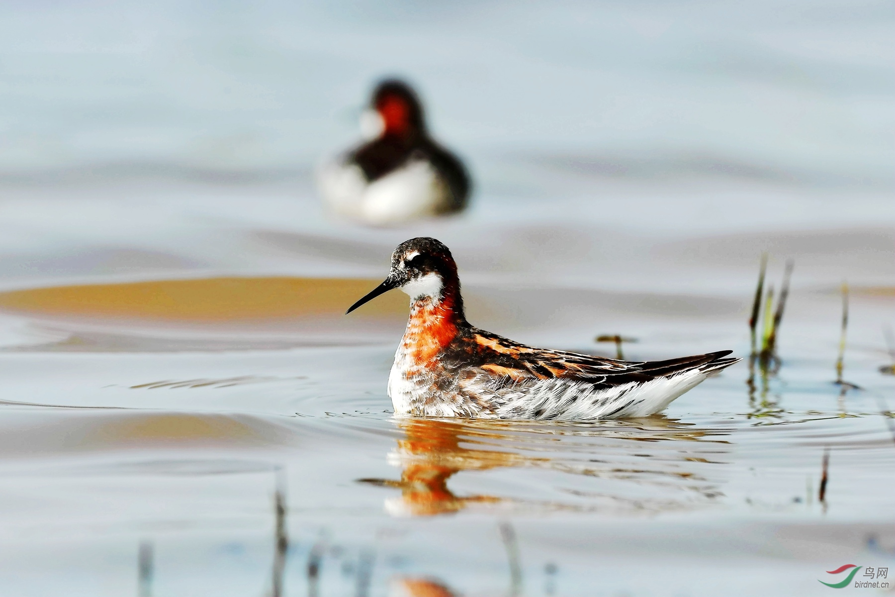 红颈瓣蹼鹬