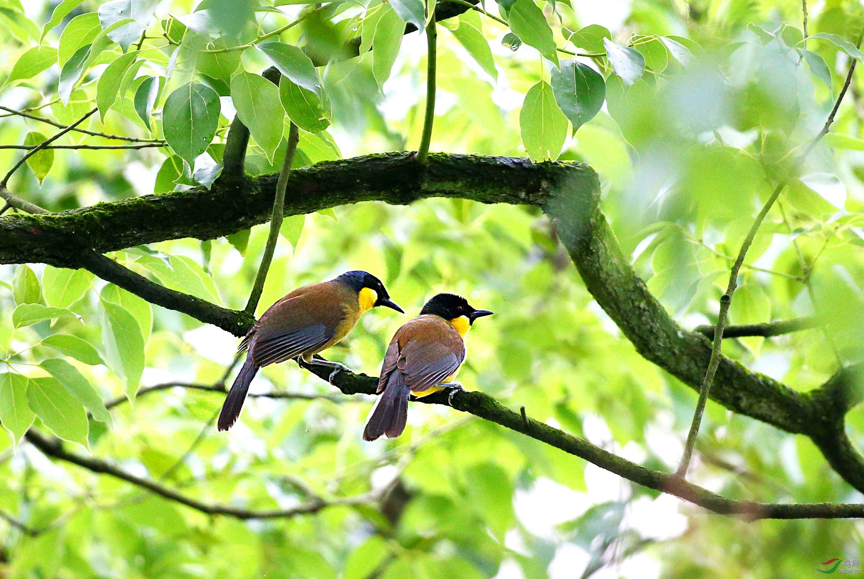 国家一级保护野生动物:蓝靛噪眉