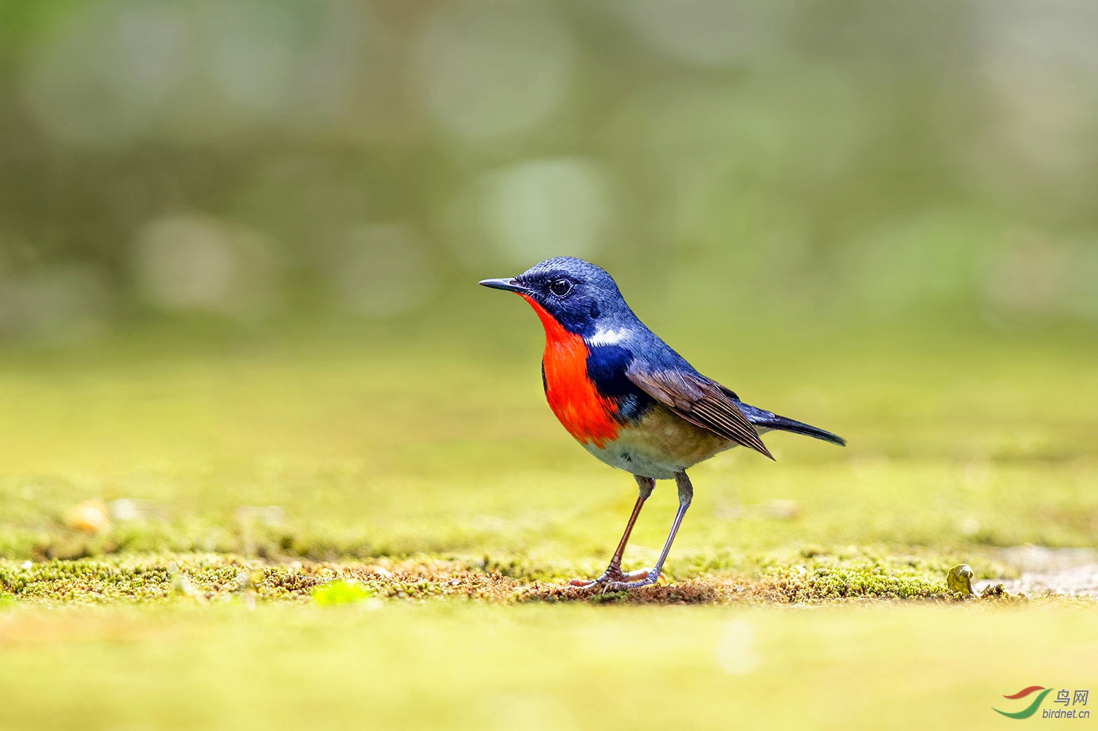 金胸歌鸲祝周一愉快~祝贺荣获首页鸟类精华!