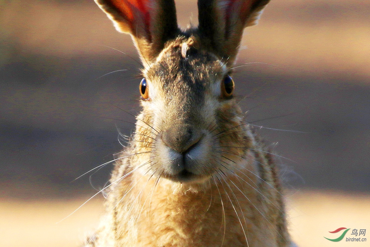瞧它这副嘴脸蒙古兔