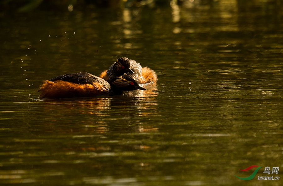 DSC_2921.jpg