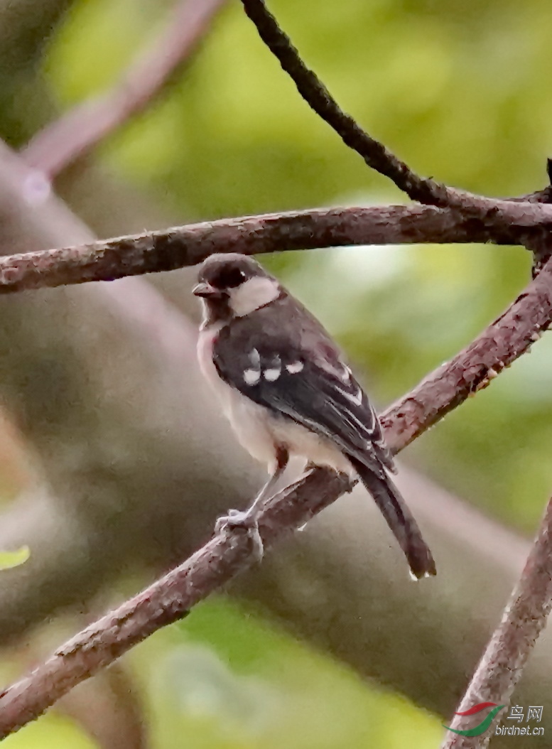 DSC06735-1.jpg