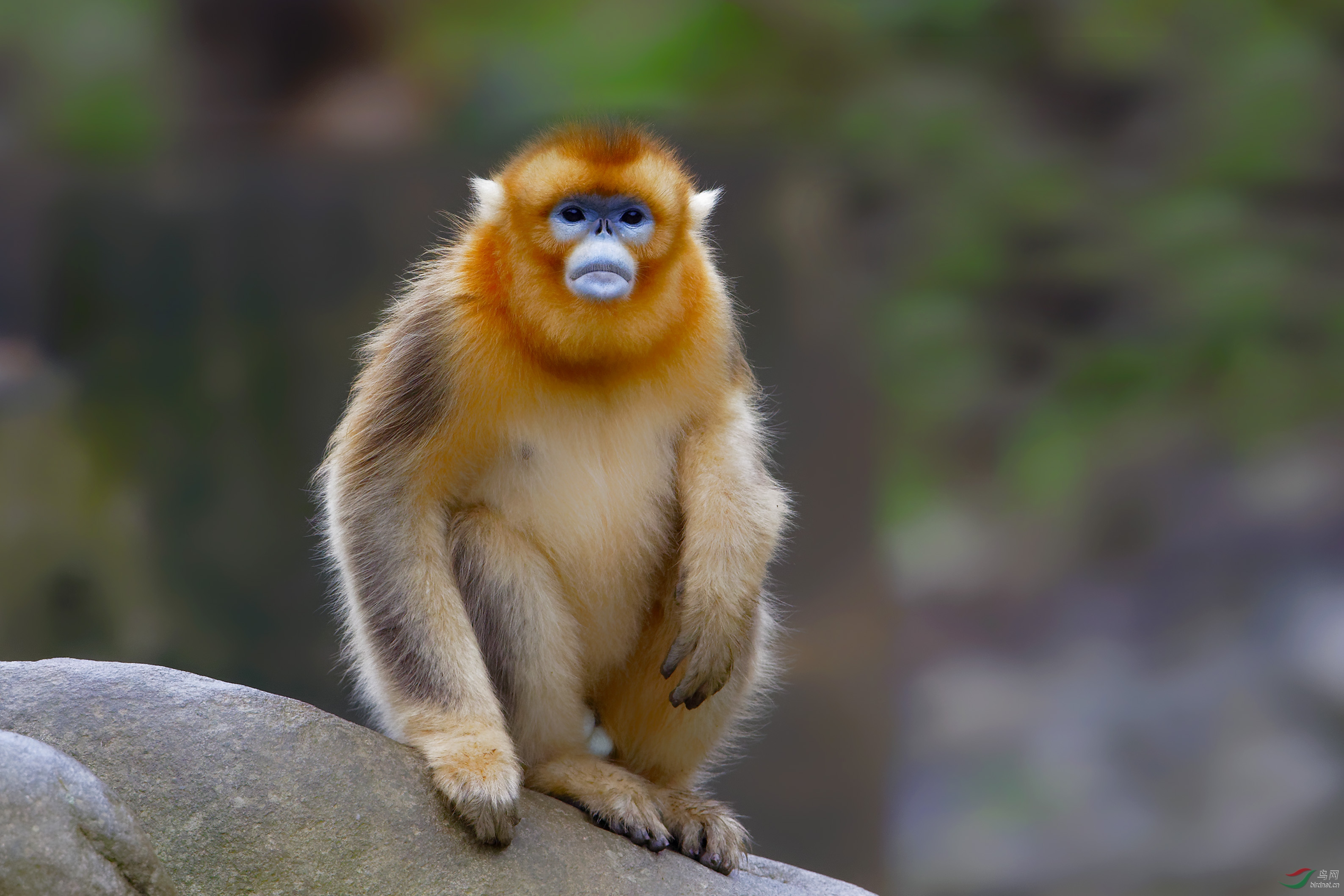 金丝猴祝贺荣获首页动物精华