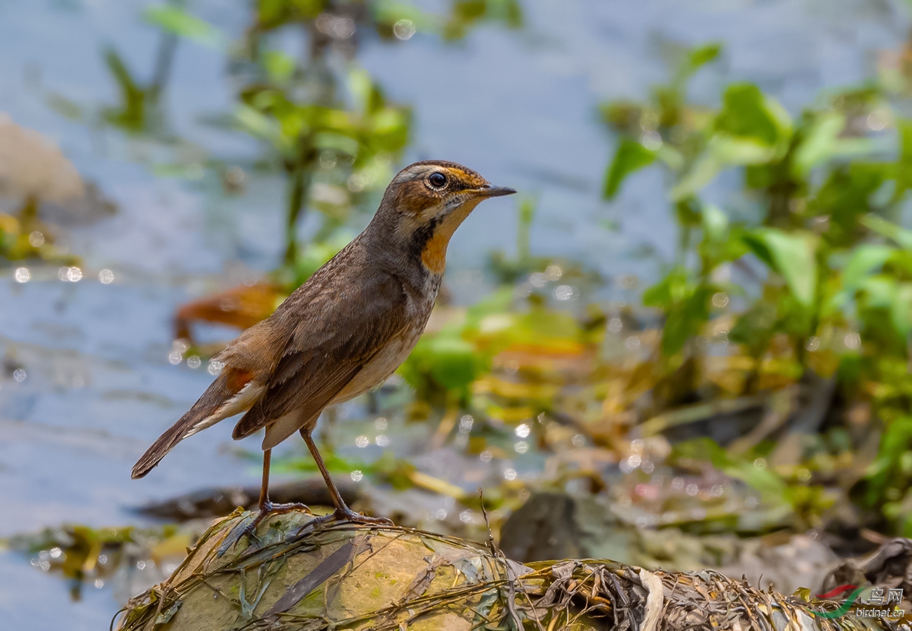 DSC_3442.jpg