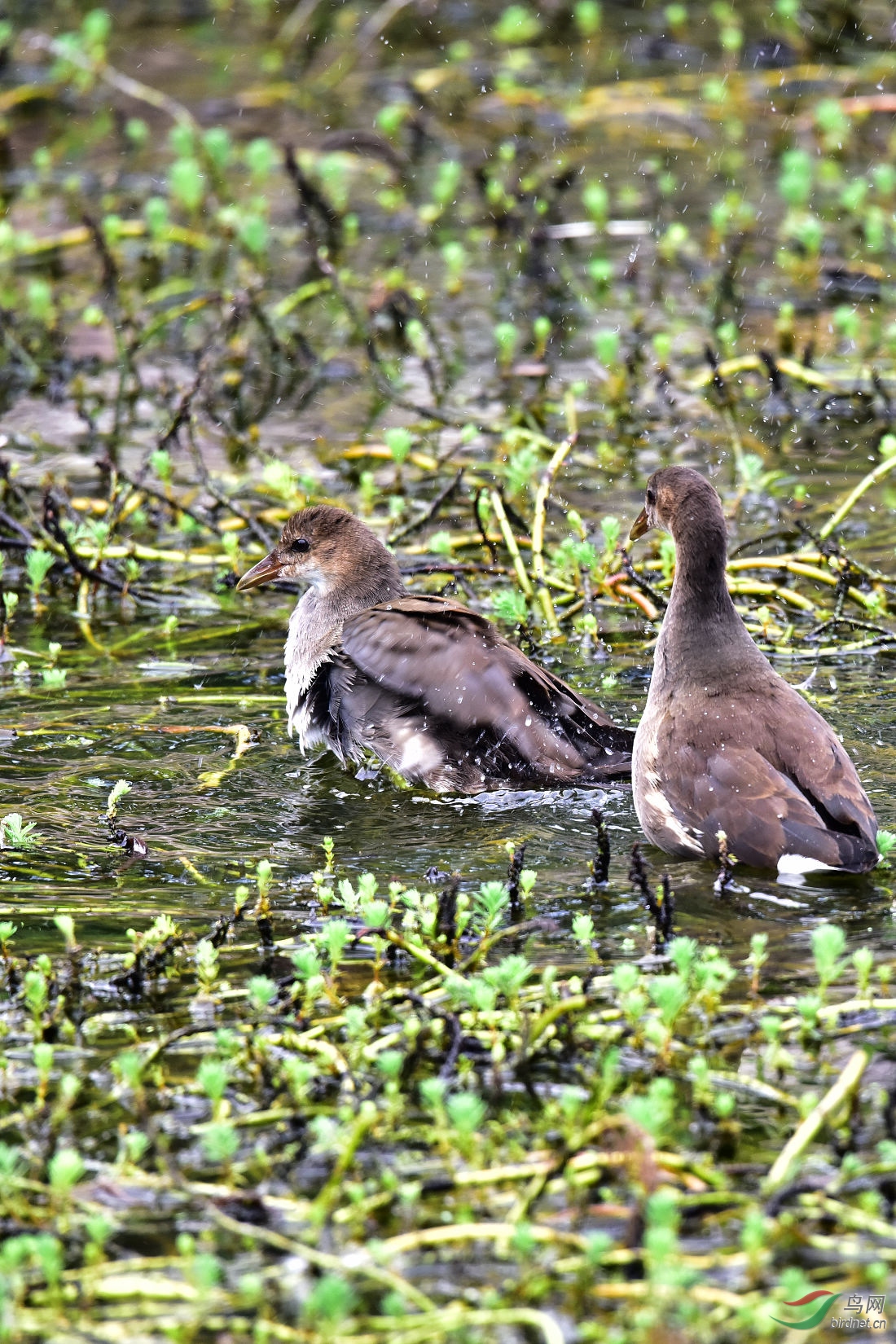 DSC_1104.JPG
