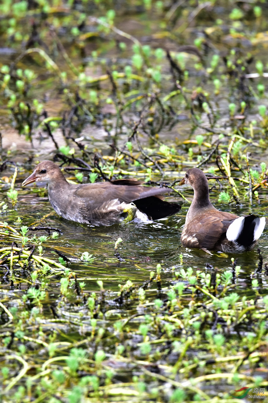 DSC_1105.JPG