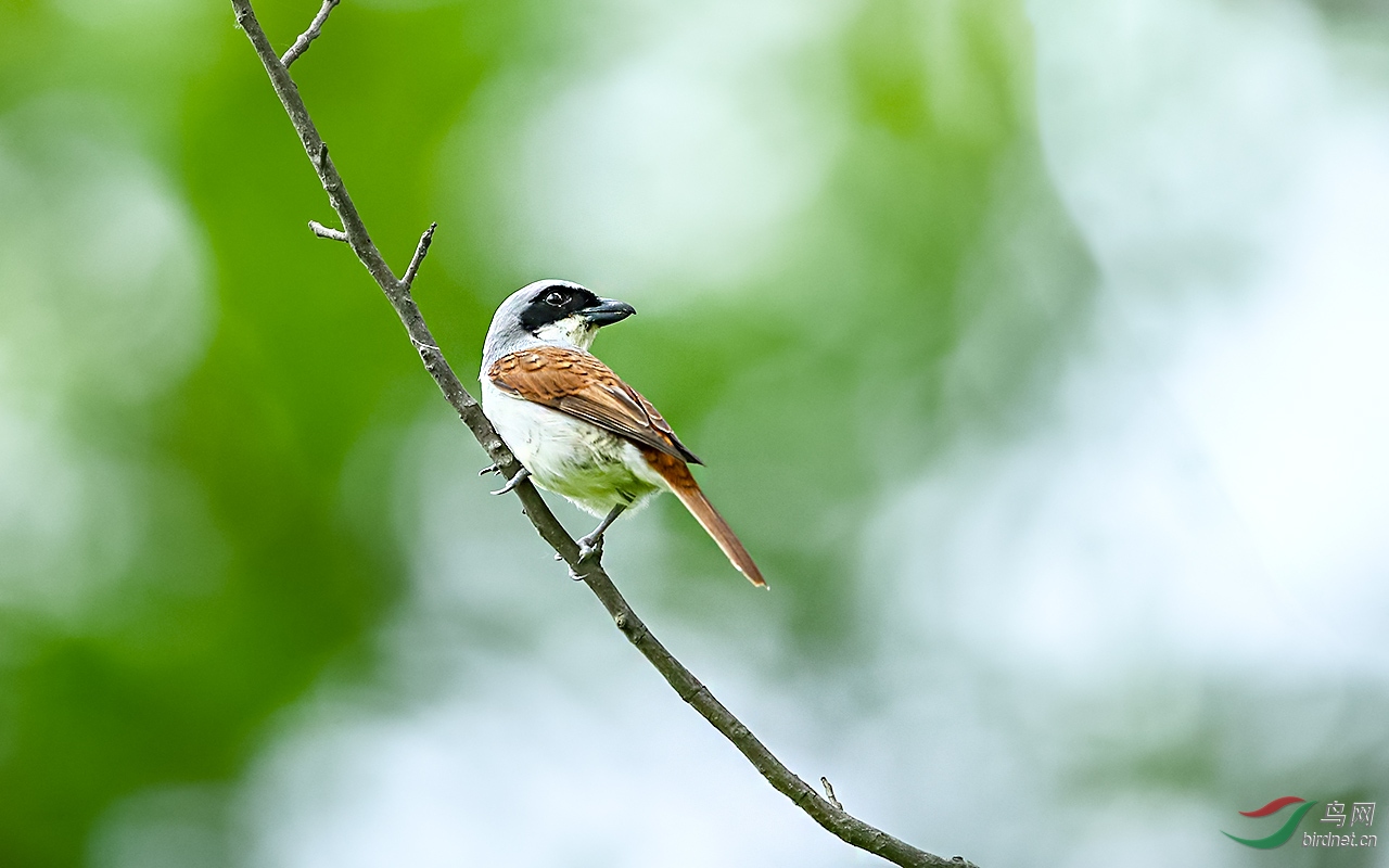 一只伯劳站在枝上回头望,请您欣赏并指教.谢谢!