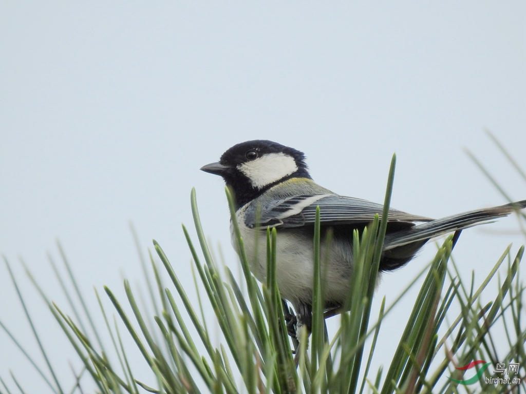 DSCN6598.JPG.jpg