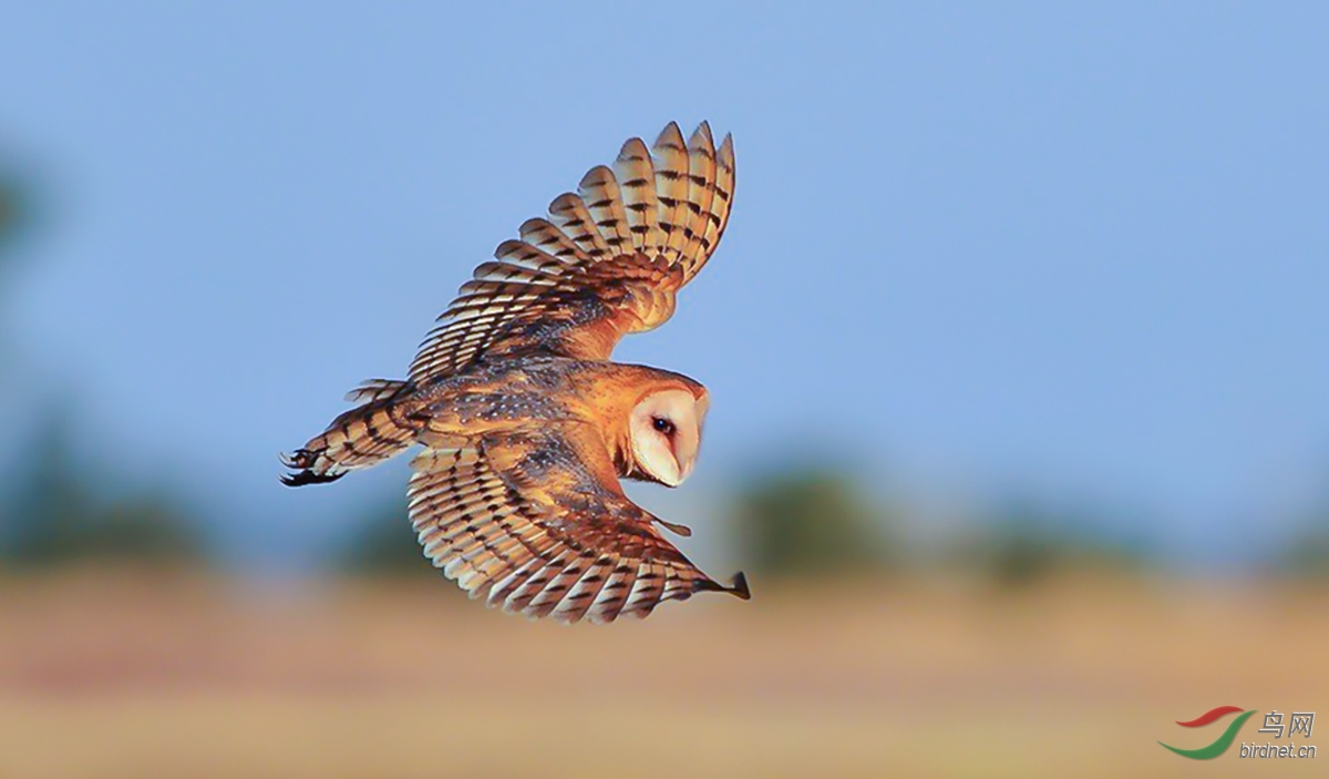 仓鸮(祝贺佳作荣获首页精华)