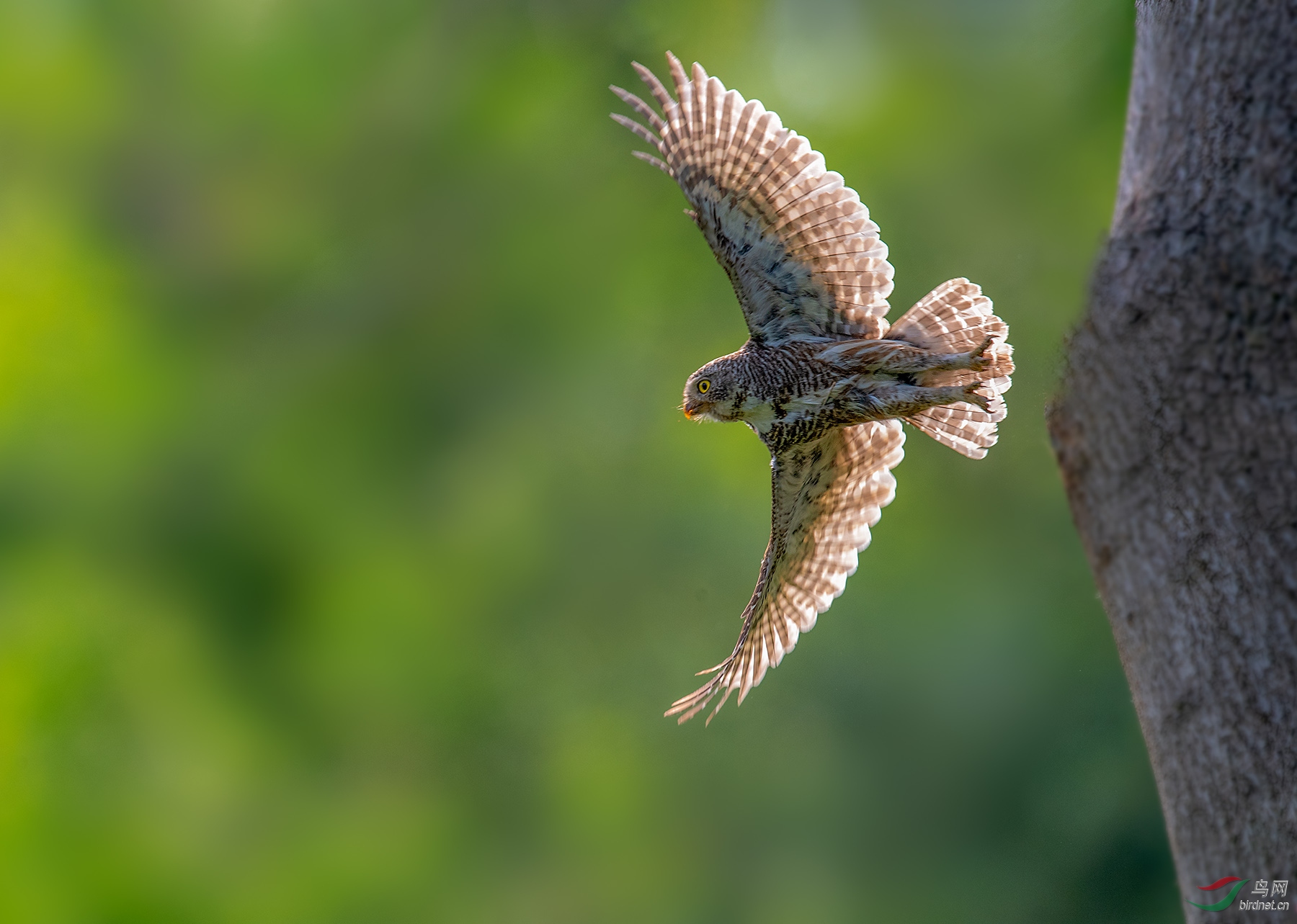 斑头鸺鹠祝贺荣获鸟类精华
