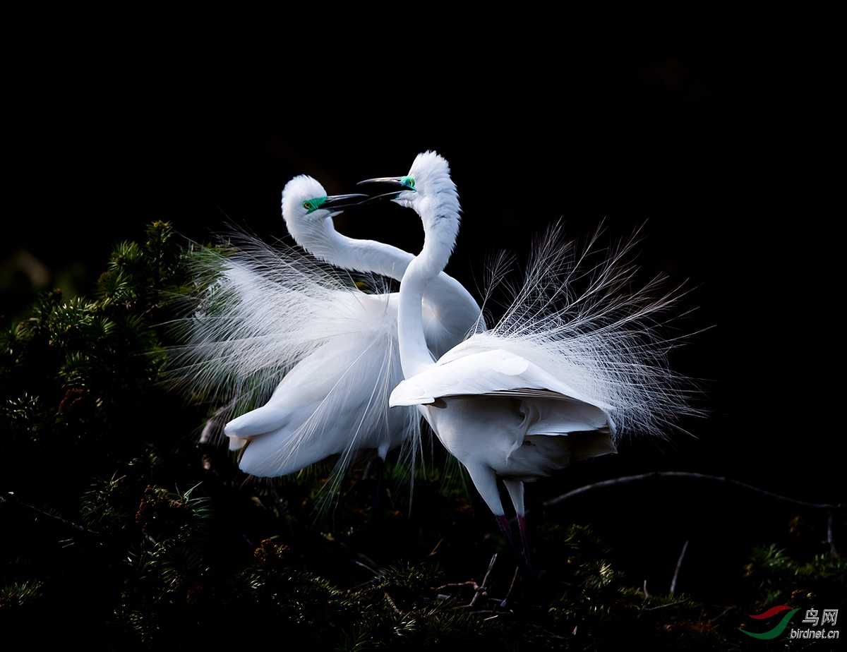 本帖最后由 虫朋鸟友 于 2019-5-28 22:32 编辑  点赞6 微信