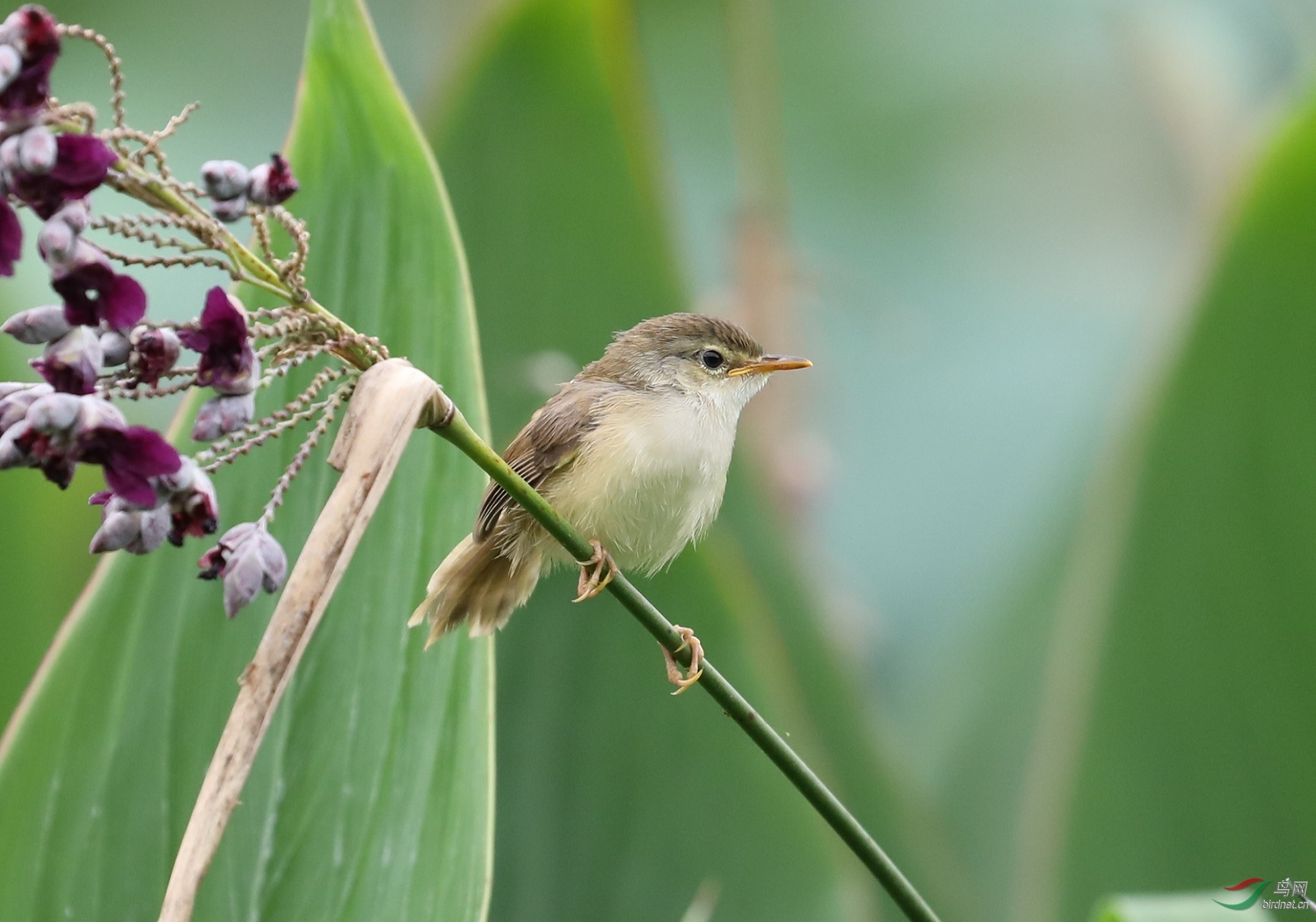黄腹山鹪莺亚成鸟?
