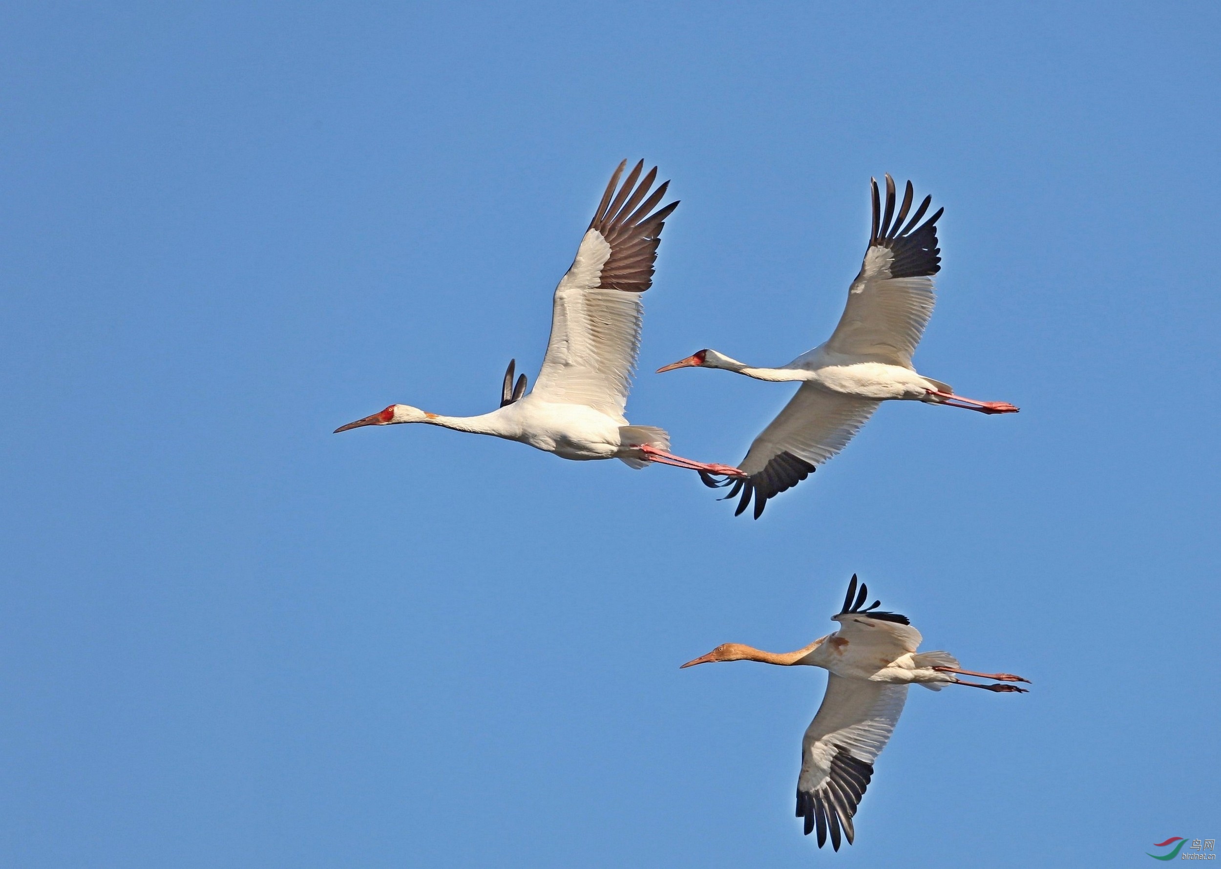 wb141013�����ذ׺� (26).jpg
