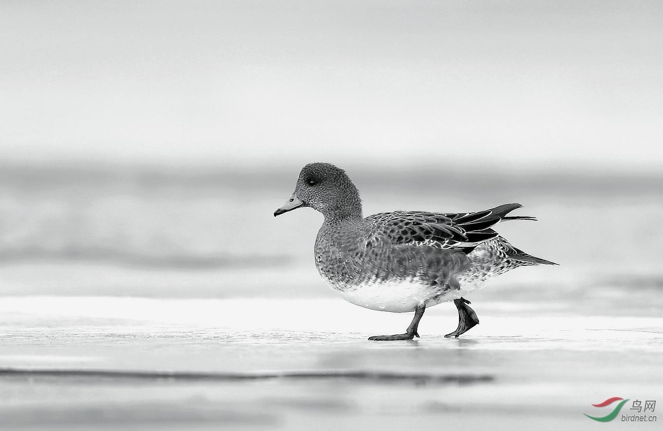 赤颈鸭冰上漫步