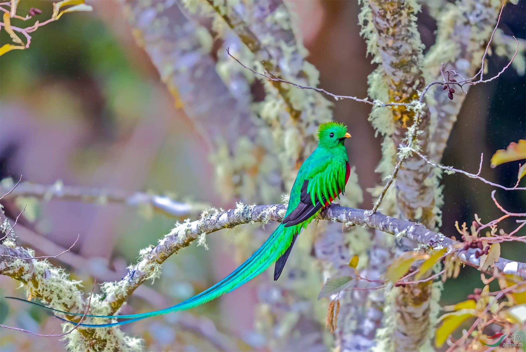 凤尾绿咬鹃贺获鸟网首页鸟类精华
