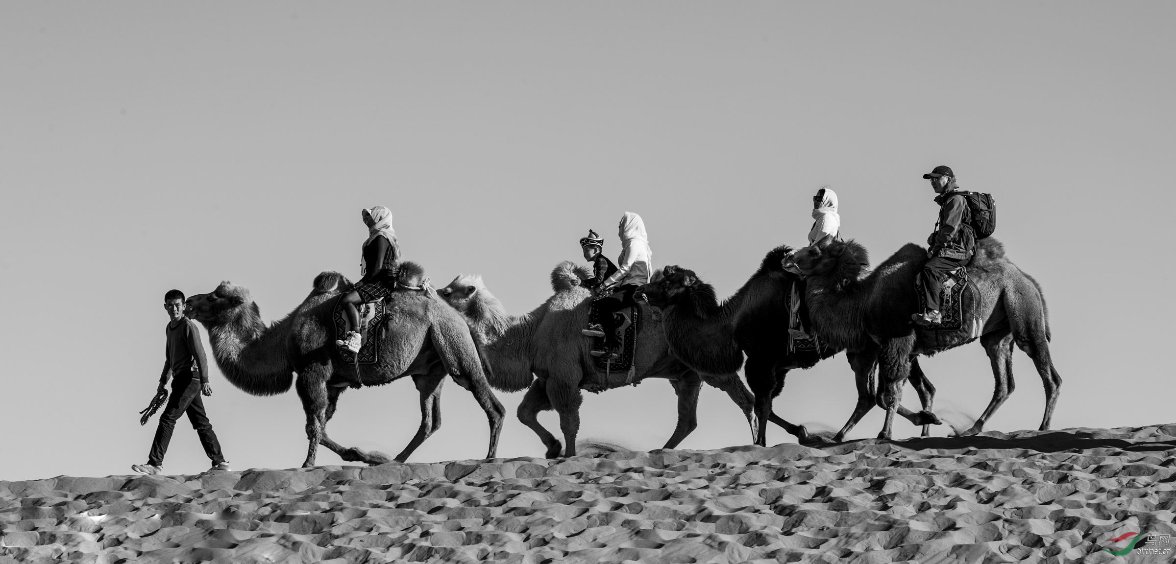 骆驼队-祝贺荣获黑白影像首页精华 !