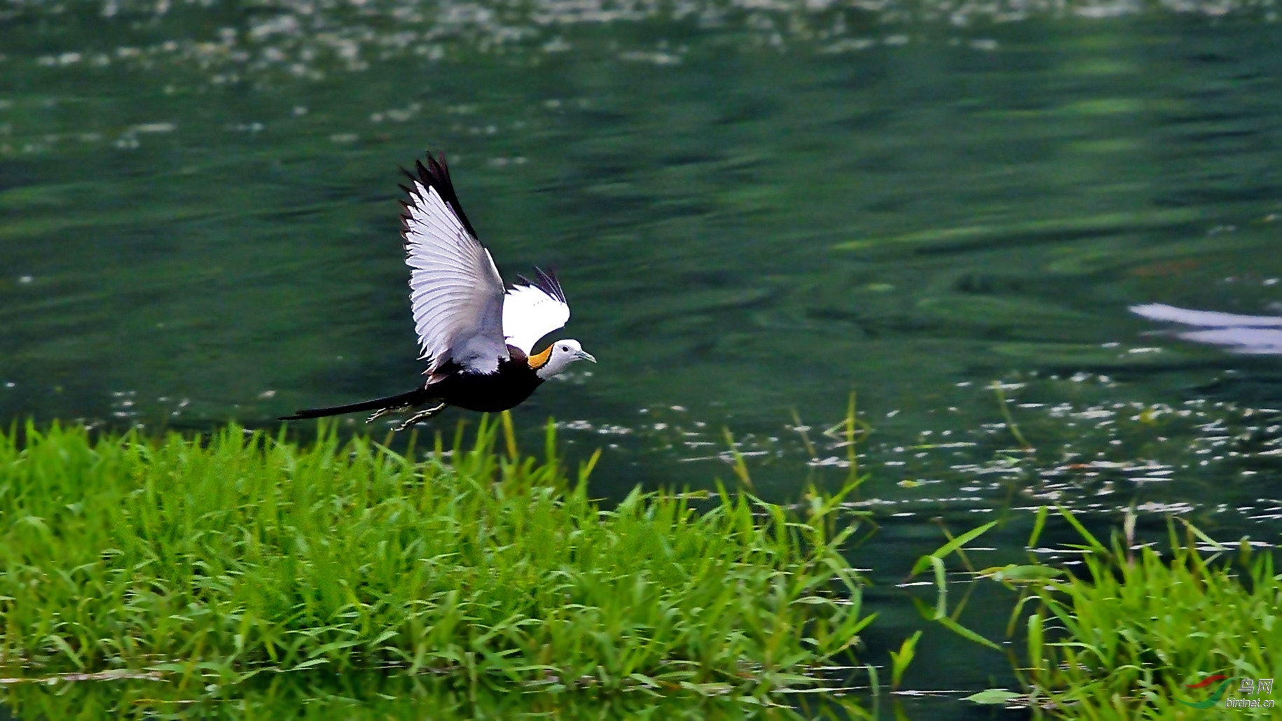DSC_9716a_����.jpg