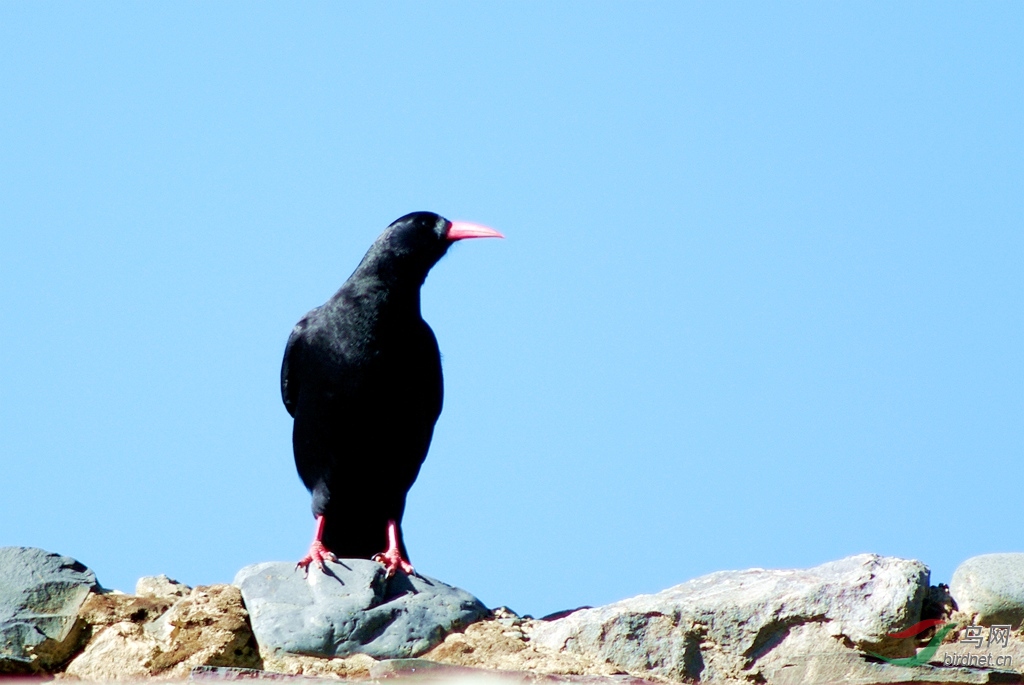 红嘴乌鸦