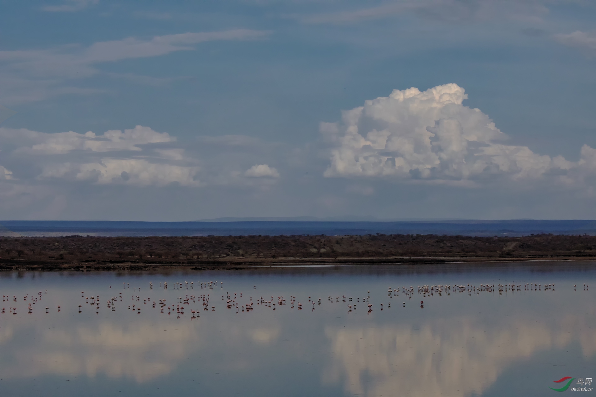 马加迪湖和火烈鸟