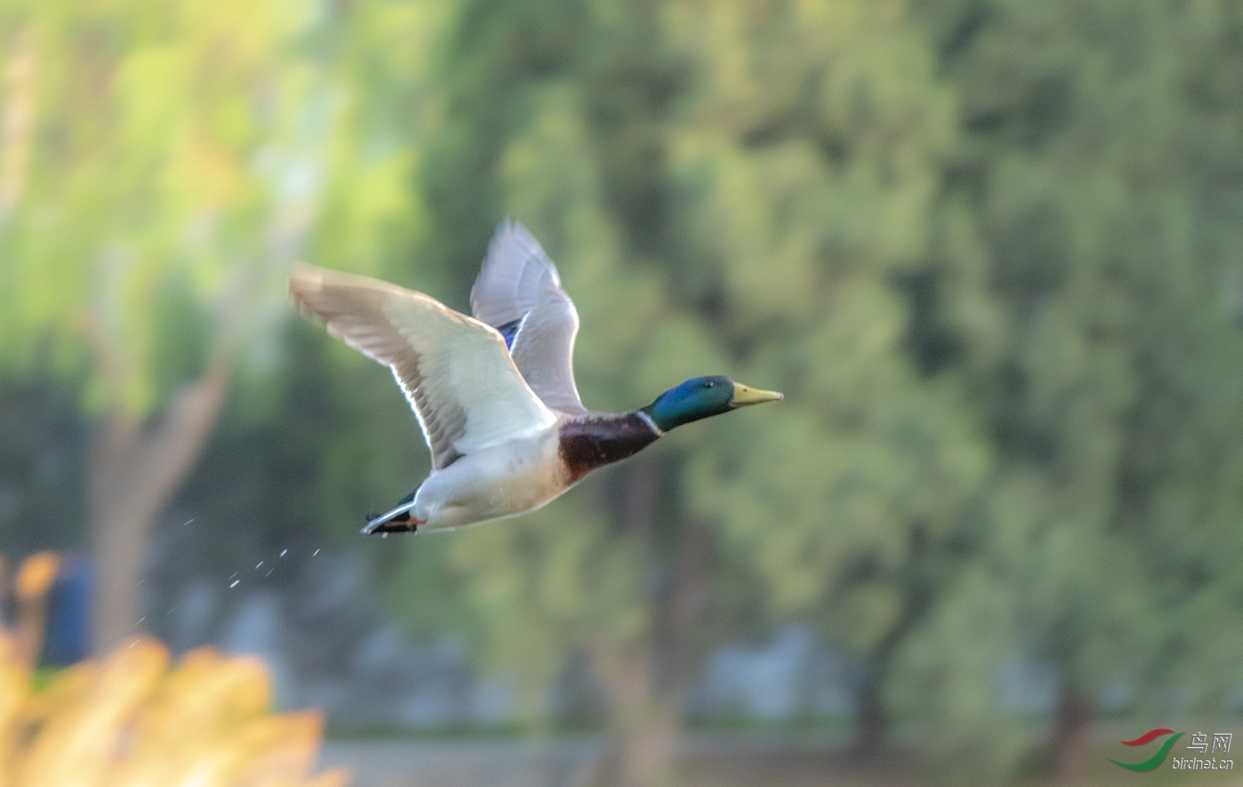 ��ͷѼ1-��������԰���� ����.jpg