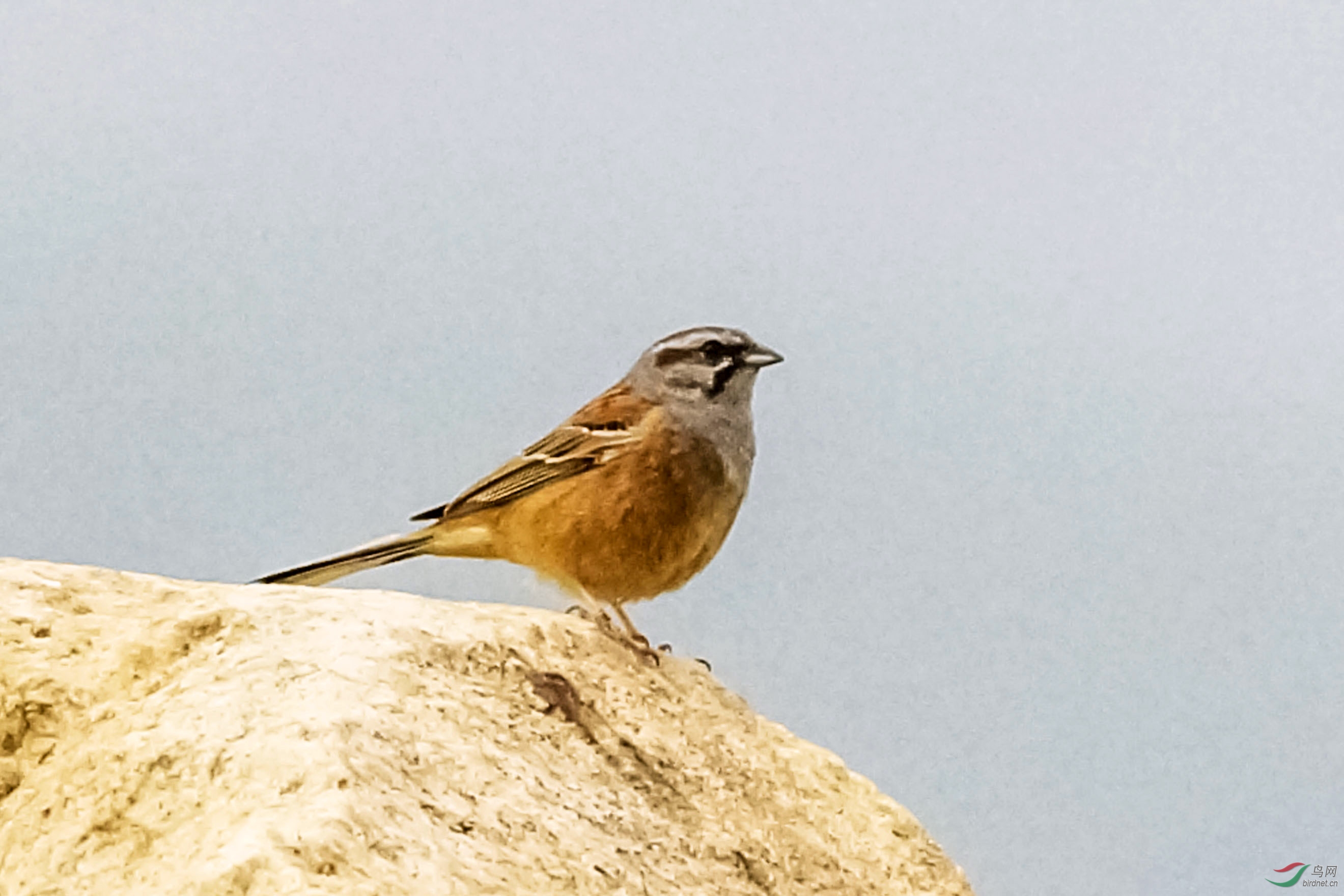 岩鹀感谢浏览指导