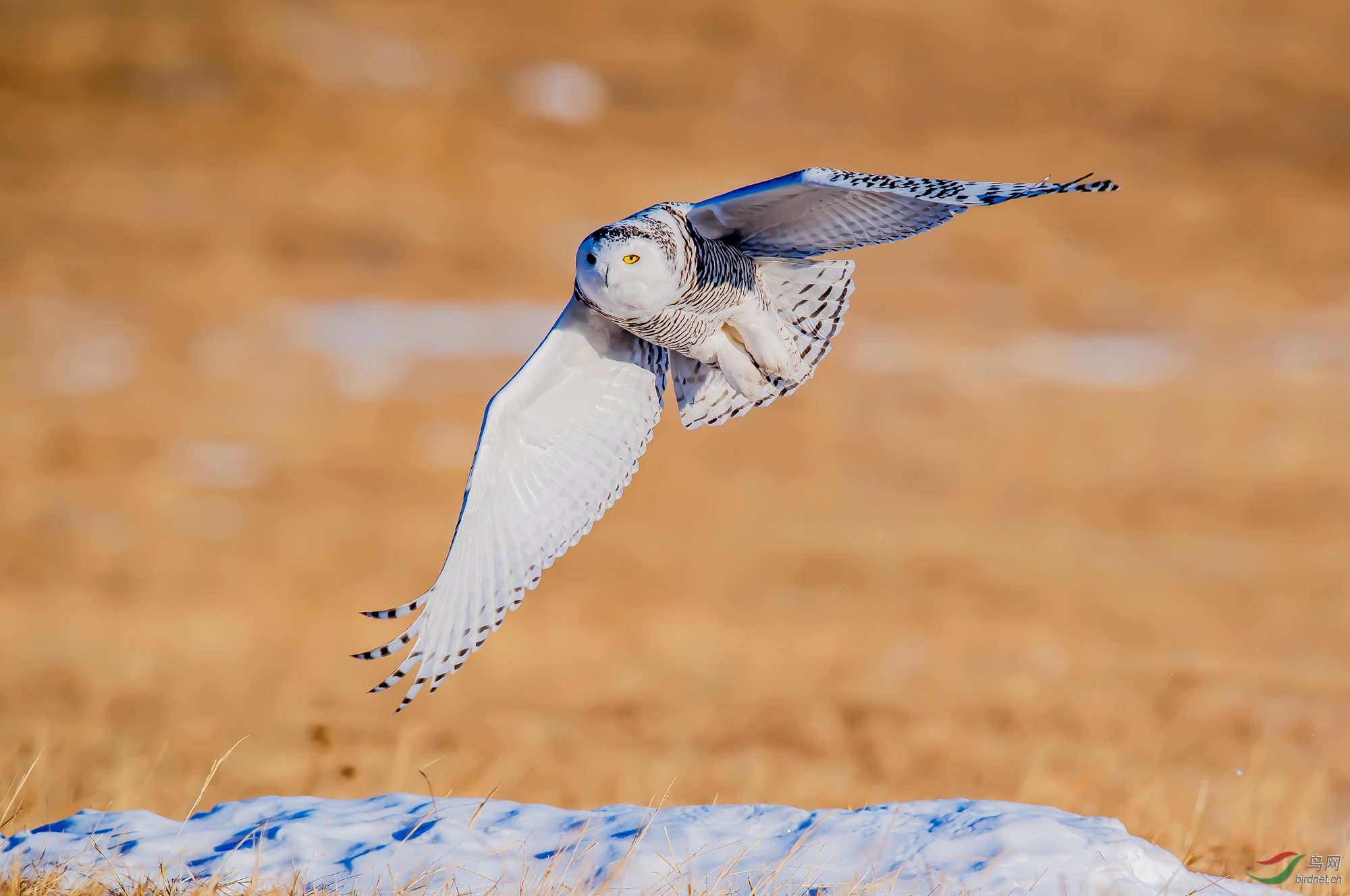 DSC_6215.jpg