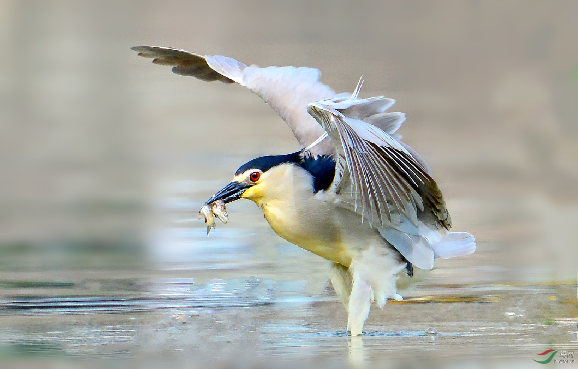 DSC_4926_conew5.jpg