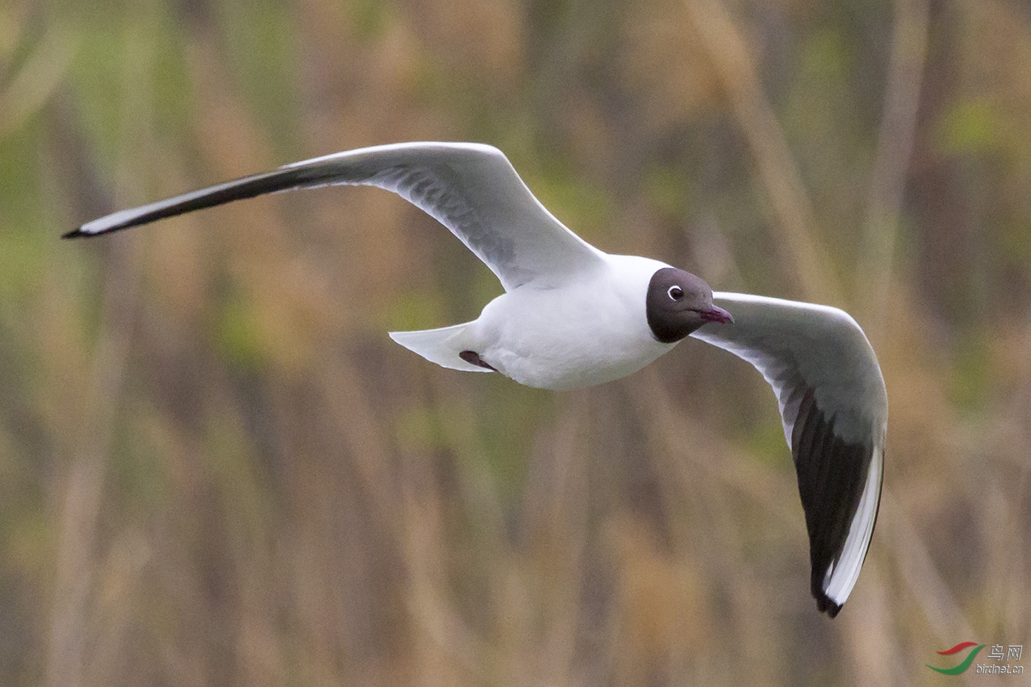 飞翔的黑嘴鸥