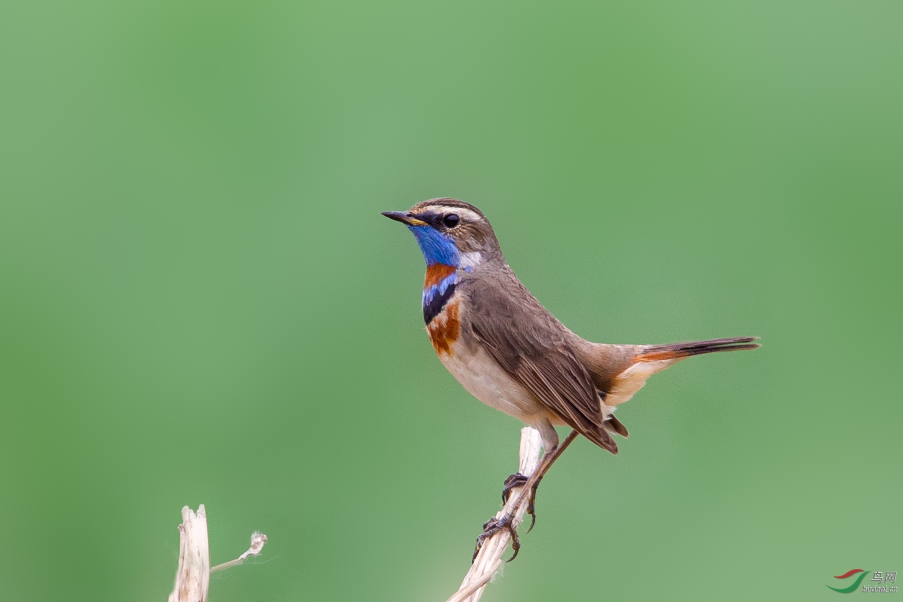 蓝喉歌鸲母鸟图片图片