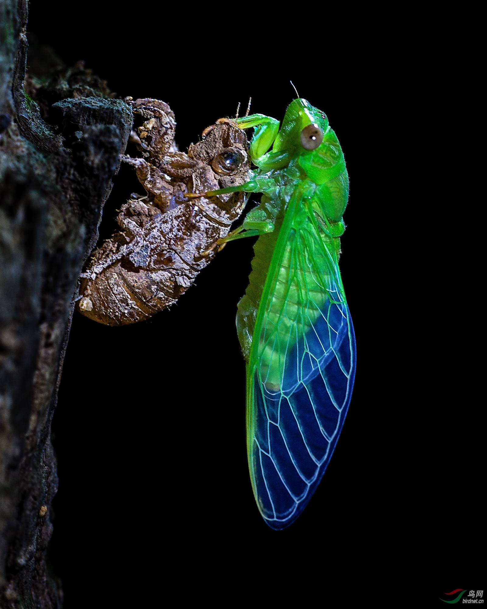 草蝉脱壳