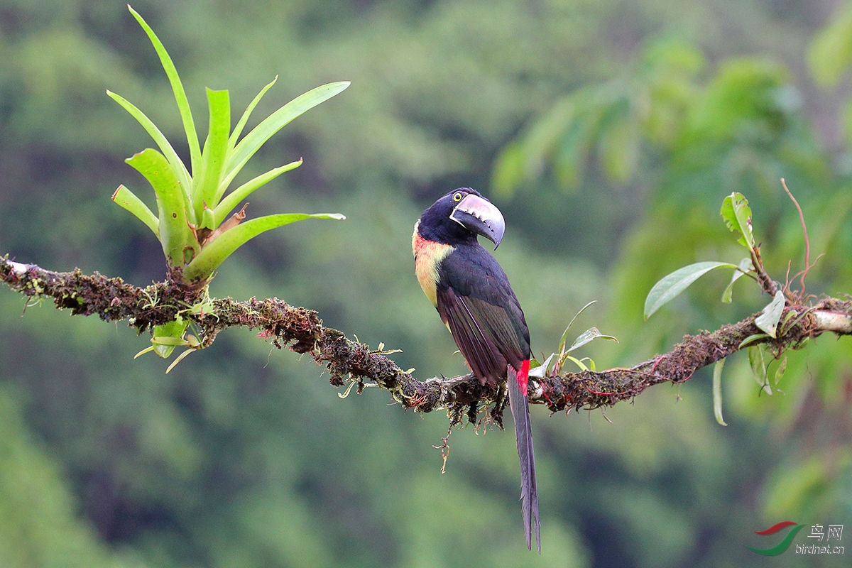回眸(贺获鸟类精华)