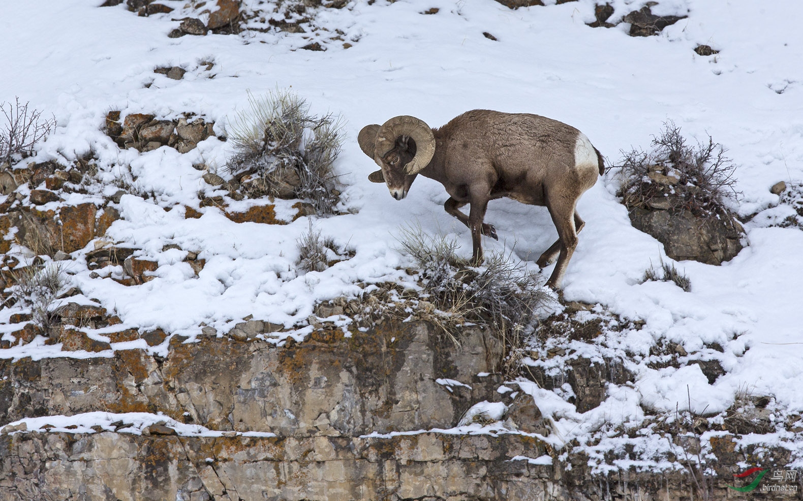 悬崖边觅食的大角盘羊( 祝贺荣获首页精华!