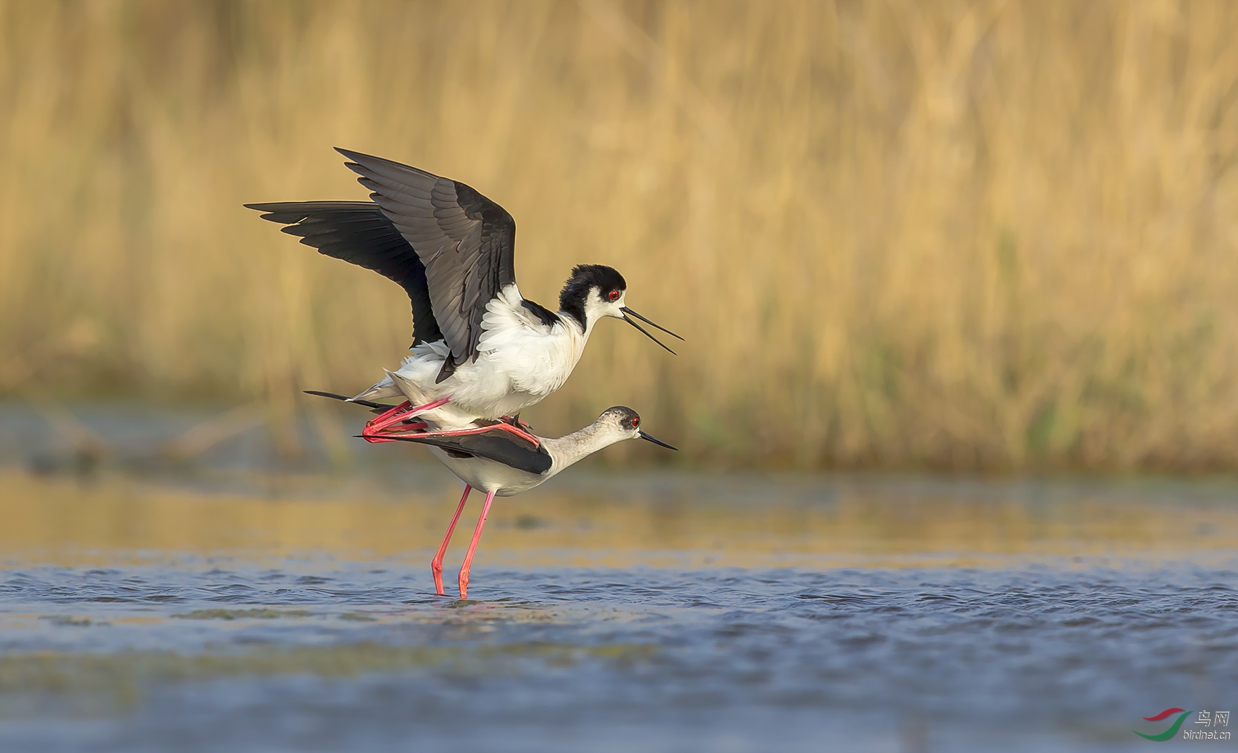 �ڳ᳤����