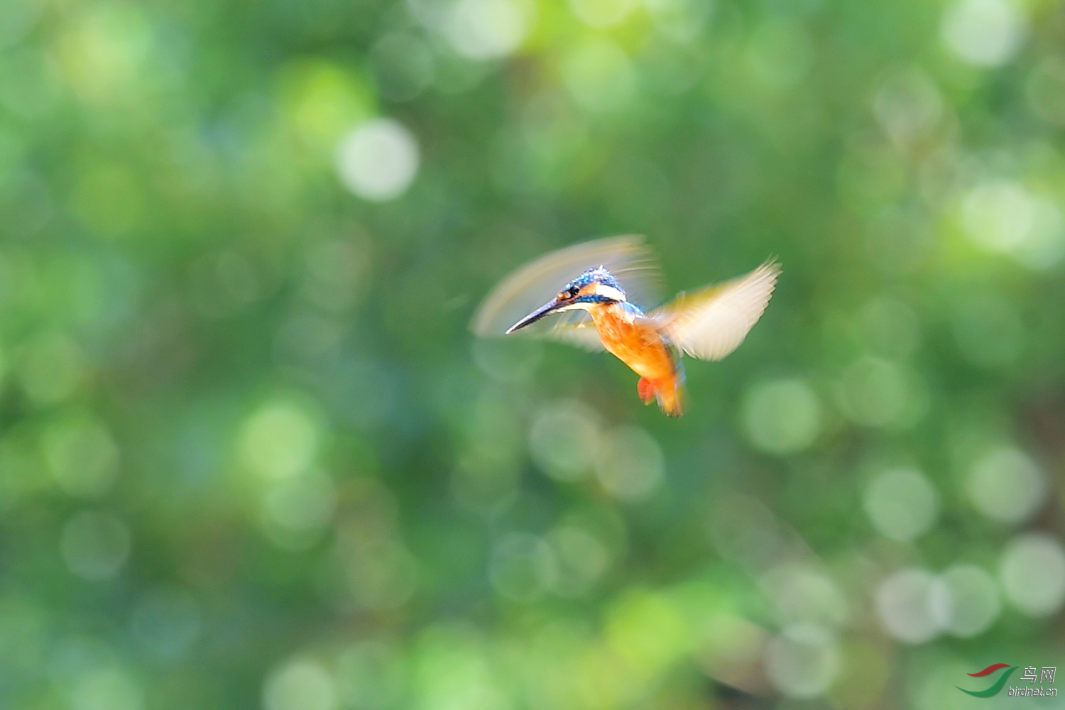 DSC_6171fb.jpg