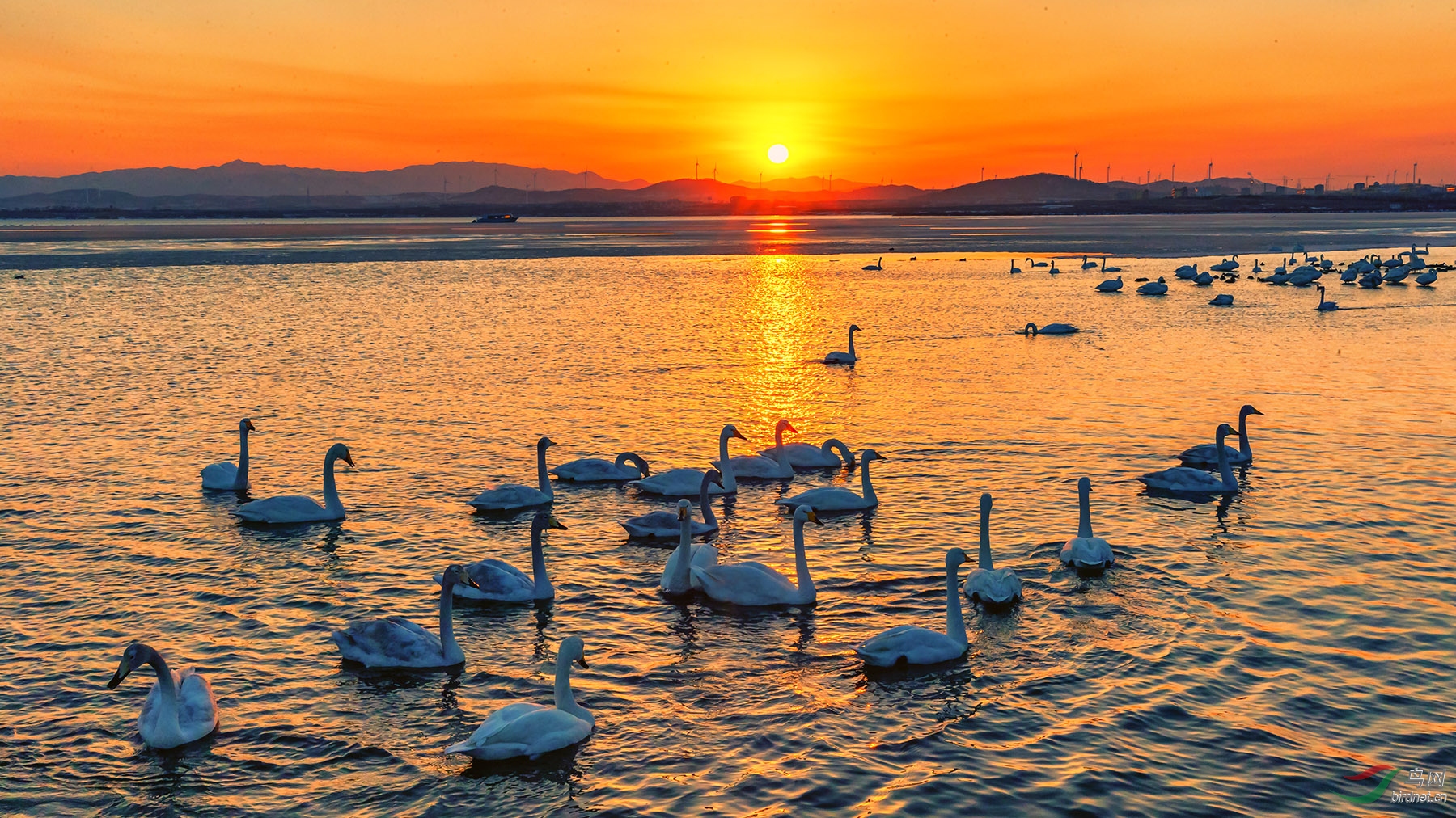 夕阳天鹅湖贺获首页精华