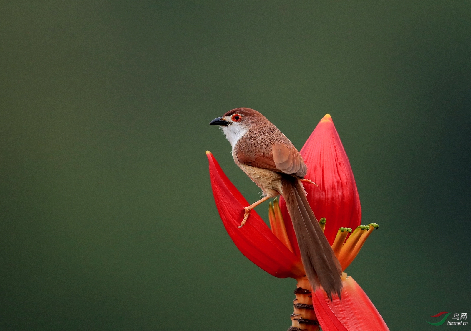 AI0I9944 - ����.JPG