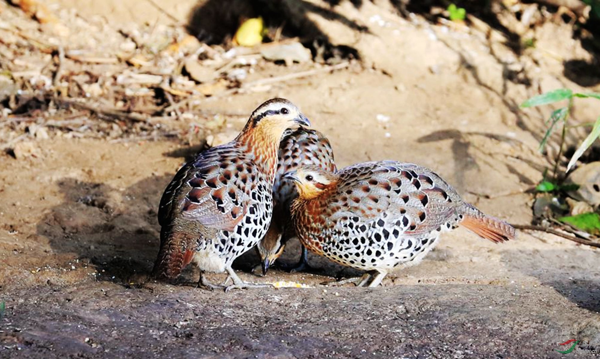 ������ ��.jpg