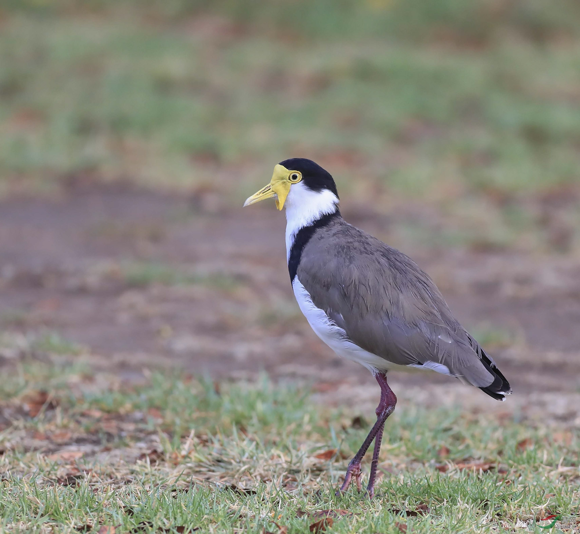 ���� (16)-.jpg