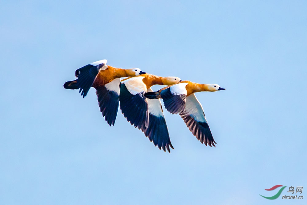 86�������  ����Ѽ.jpg