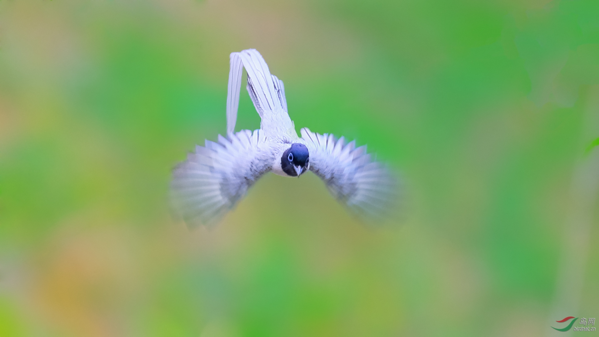 6P3A7790-1920.jpg